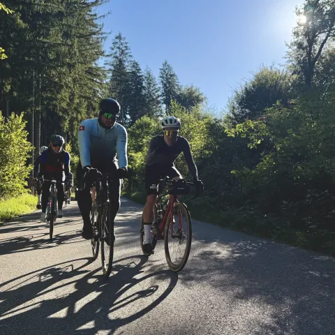 Groupleader von vorne unten im Gegenlicht im Waldstück