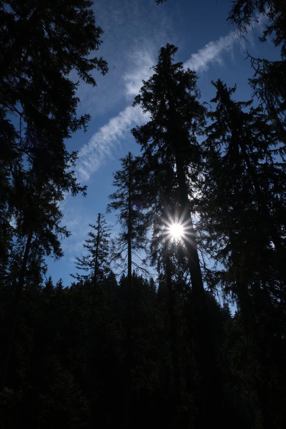 Wald im Gegenlicht des Sonneschein