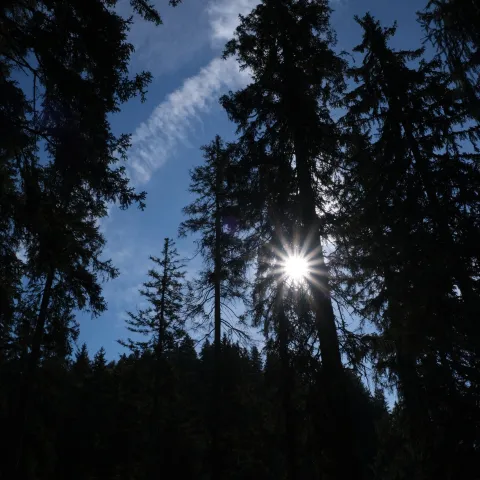 Wald im Gegenlicht des Sonneschein